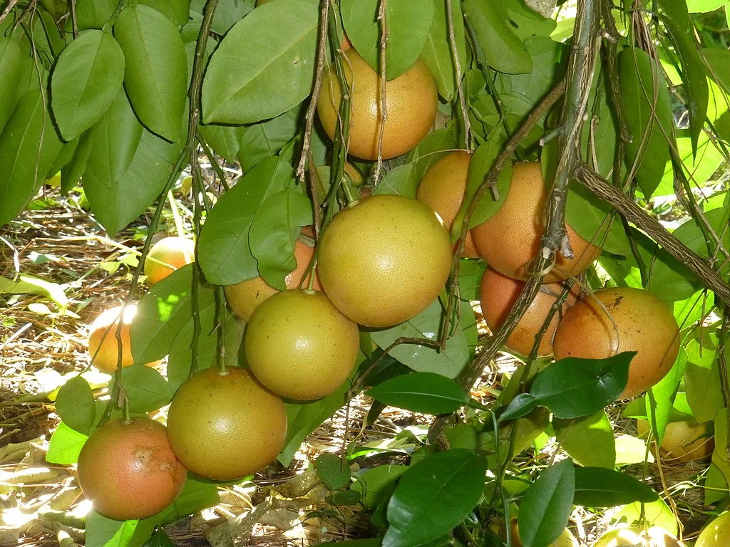 Grapefruit Pink- Bưởi Hồng (Bưởi chùm) Grapefruit Pink- Bưởi Hồng (Bưởi chùm)