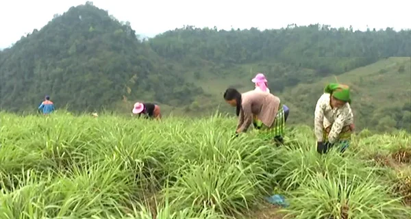 Cách dùng và công dụng của tinh dầu sả chanh