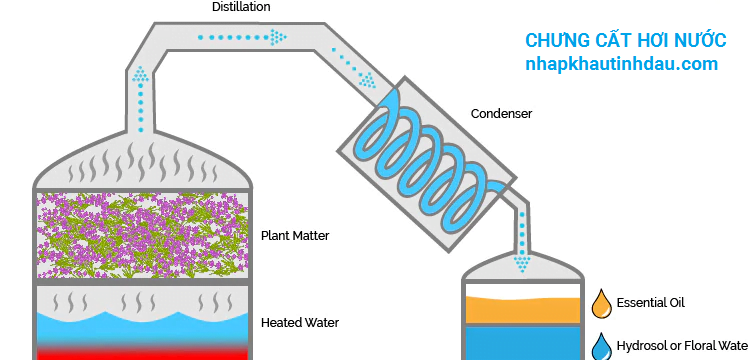 phương pháp chưng cất tinh dầu thiên nhiên bằng hơi nước (Steam Distillation).