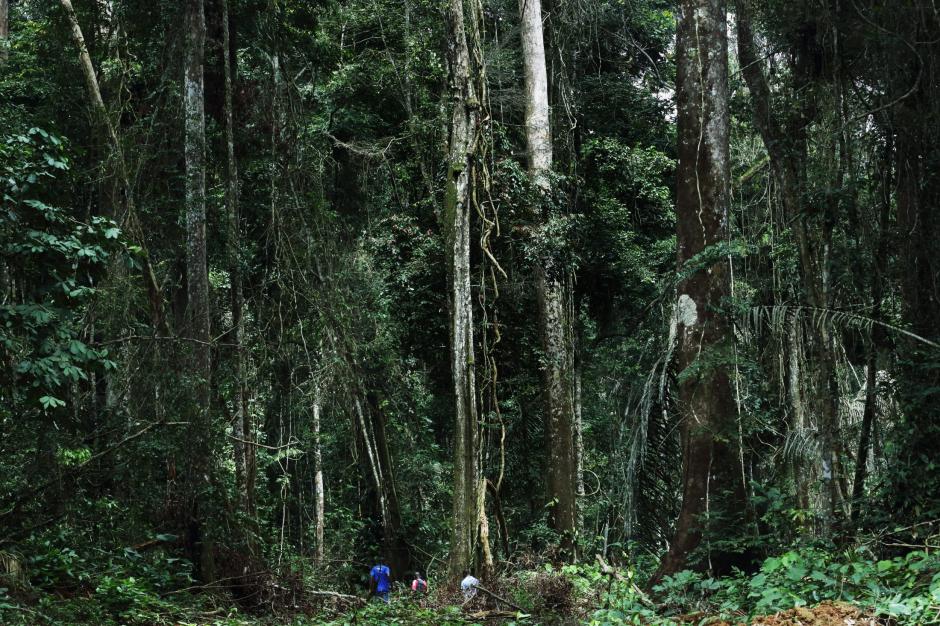 Cận cảnh cây gỗ hồng tại khu rừng Mukula ở Cộng hòa Dân chủ Congo.