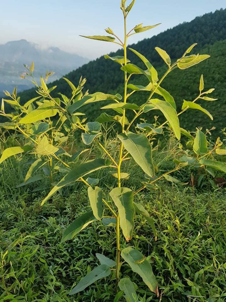 Cây bạch đàn chanh đang được trồng ở vùng phía bắc Việt Nam.
