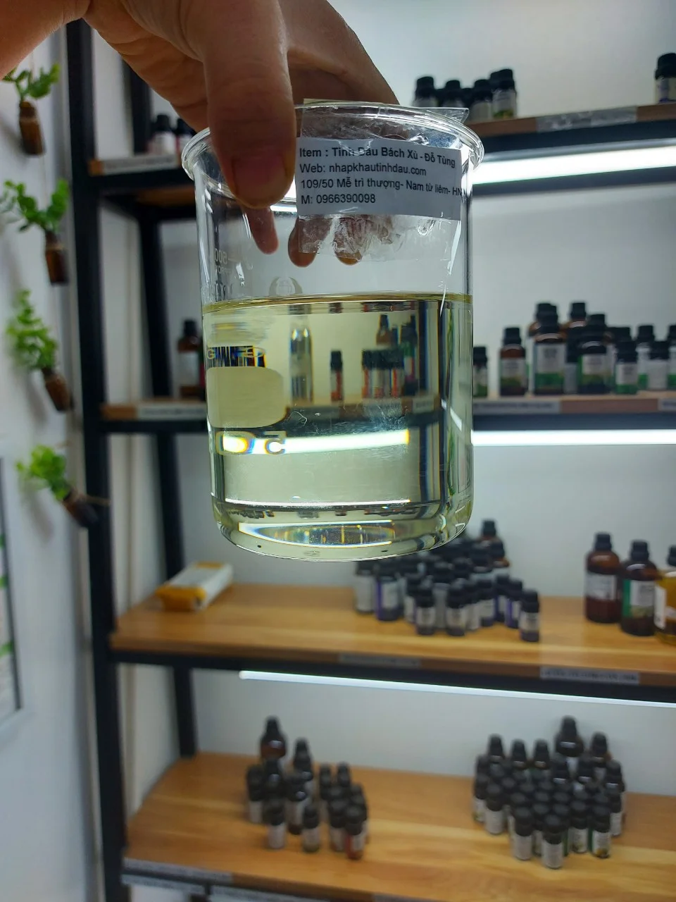 Màu sắc thực tế của tinh dầu bách xù- đỗ tùng
