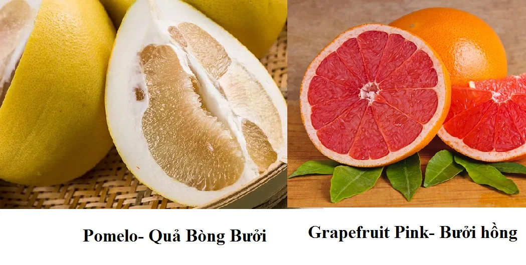 So sánh bưởi hồng và bưởi bòng So sánh bưởi hồng và bưởi bòng
