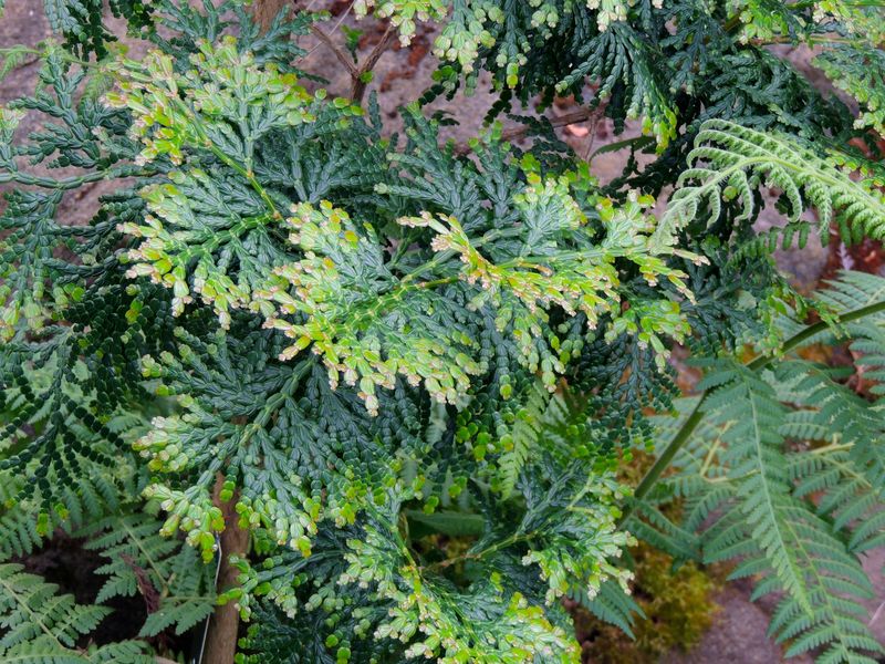 Calocedrus rupestris- cây bách xanh việt nam