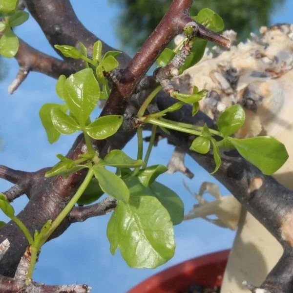 La cây Một Dược - Myrrh La cây Một Dược - Myrrh